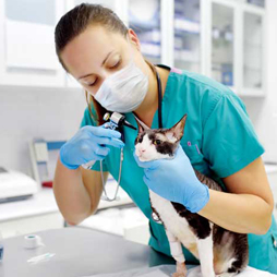 Veterinary Medicine 